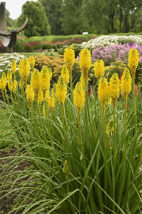 Kniphofia Pyromania Solar Flare