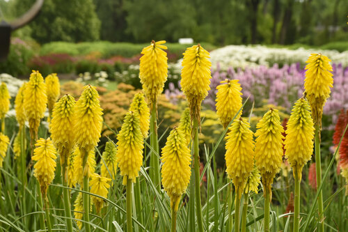 Kniphofia Pyromania Solar Flare