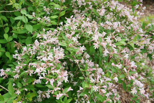 Branches filled with light pink flowers on Jolene Jolene kolkwitzia.