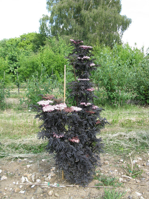 laced_up_sambucus_landscape.jpg