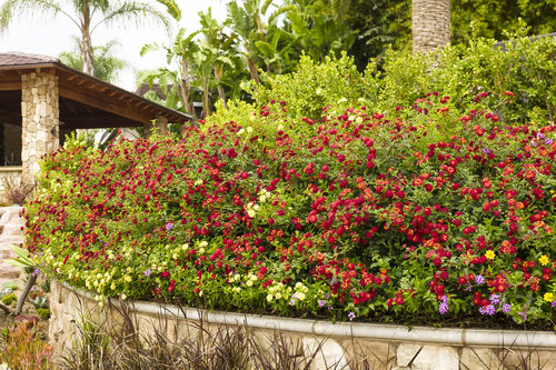 Luscious® Berry Blend Lantana in Landscape