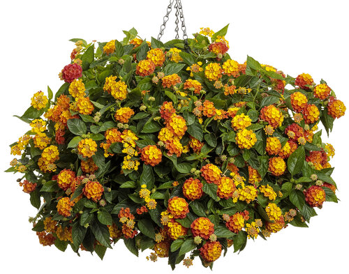 lantana_luscious_basket_tangelo_basket.jpg