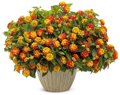 lantana_luscious_basket_tangelo_mono.jpg