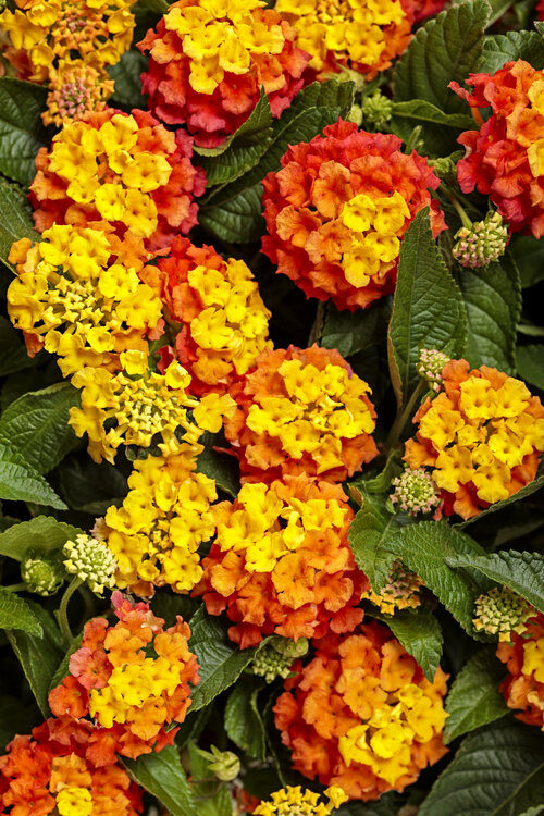 lantana_luscious_basket_tangelo_tag.jpg