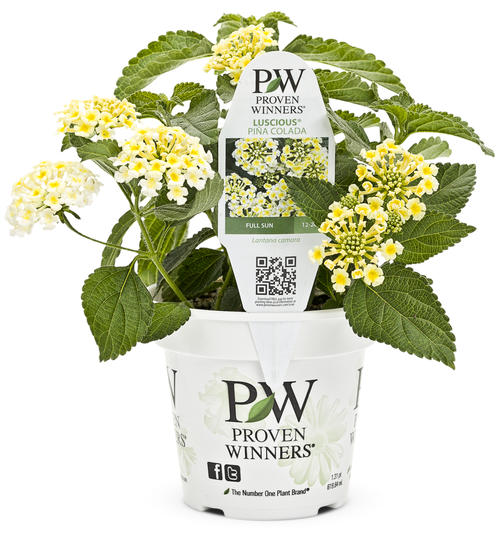 lantana_luscious_pina_colada_pw_4in.jpg