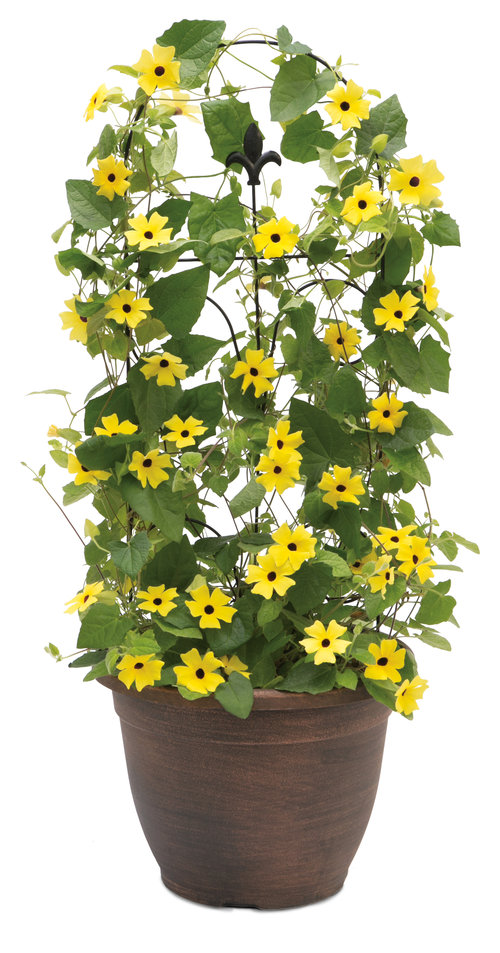 Lemon A-Peel® - Black-Eyed Susan Vine - Thunbergia