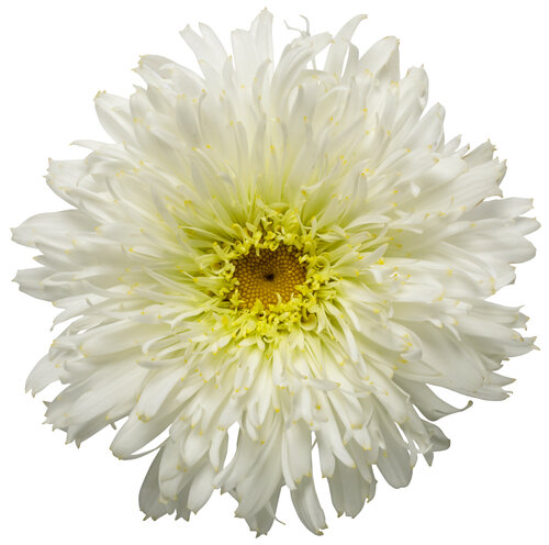 leucanthemum_amazing_daisies_marshmallow_macro_03.jpg