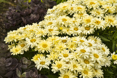 leucanthemum_banana_cream_ii_apj22_3.jpg