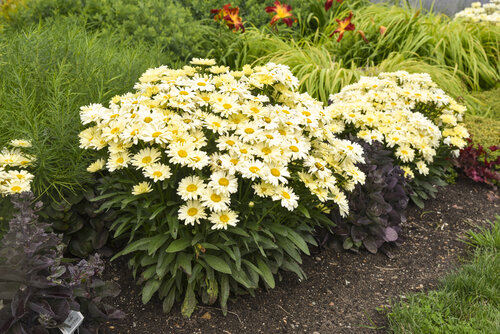 leucanthemum_banana_cream_ii_apj22_6.jpg