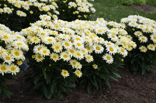 Amazing Daisies® 'Banana Cream II' - Shasta Daisy - Leucanthemum superbum