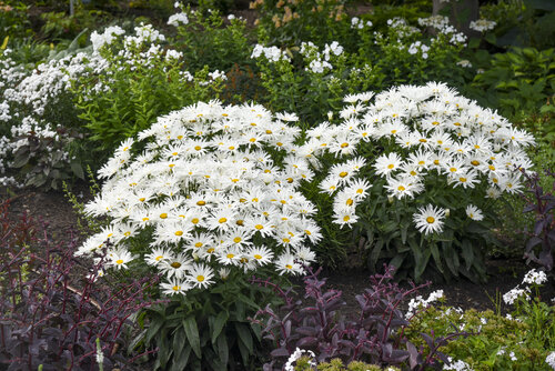 leucanthemum_spun_silk_apj22_6.jpg