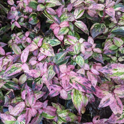 Pale pink, cream, and bright green variegated foliage on Paisley Pup leucothoe.