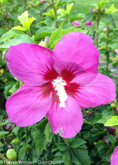 Lil' Kim Violet Hibiscus