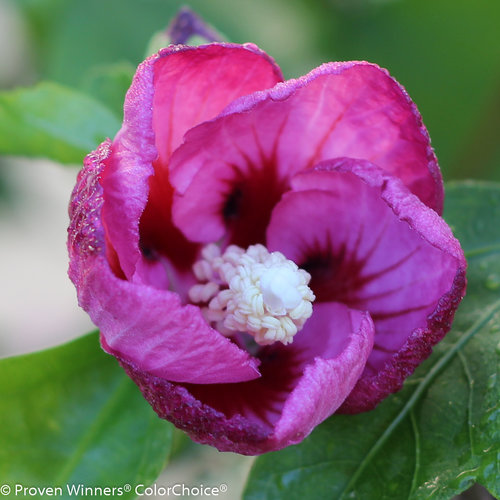 Lil' Kim Violet Hibiscus