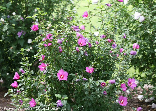 Lil' Kim Violet Hibiscus (rose of sharon)