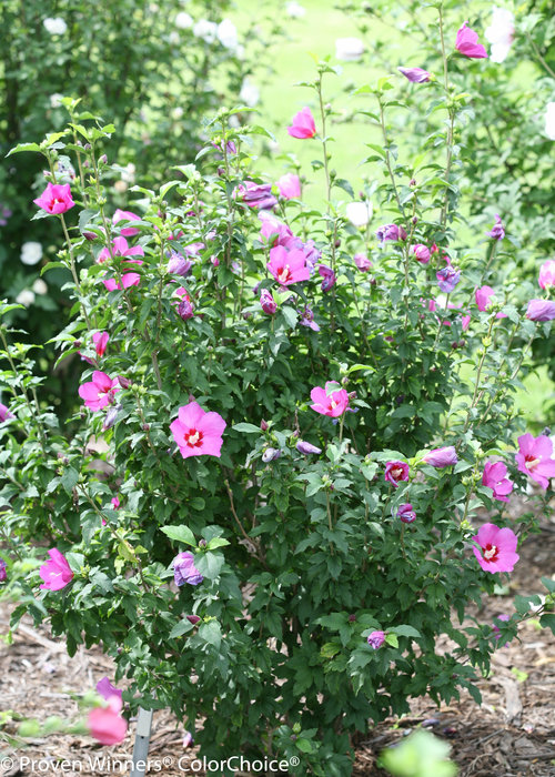 Lil' Kim Violet Hibiscus (rose of sharon)