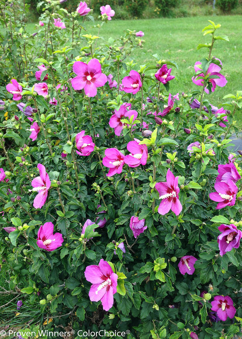 Lil' Kim Violet Hibiscus