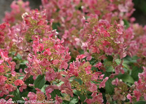 Little Quick Fire Hydrangea