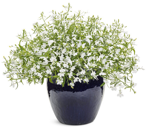 Laguna® Cloud White™ - Lobelia