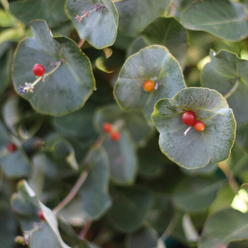 A dusty blue rounded bract on Kintzley's Ghost honeysuckle.