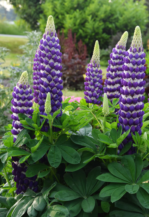 WESTCOUNTRY™ 'Blacksmith' Lupinus