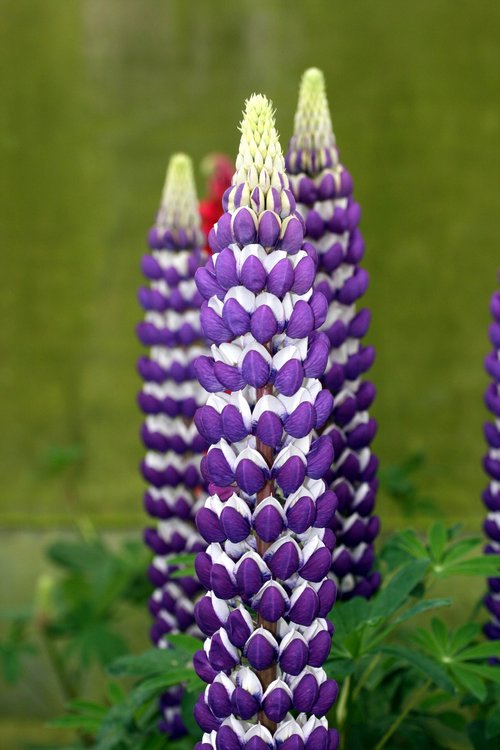 WESTCOUNTRY™ 'Blacksmith' Lupinus