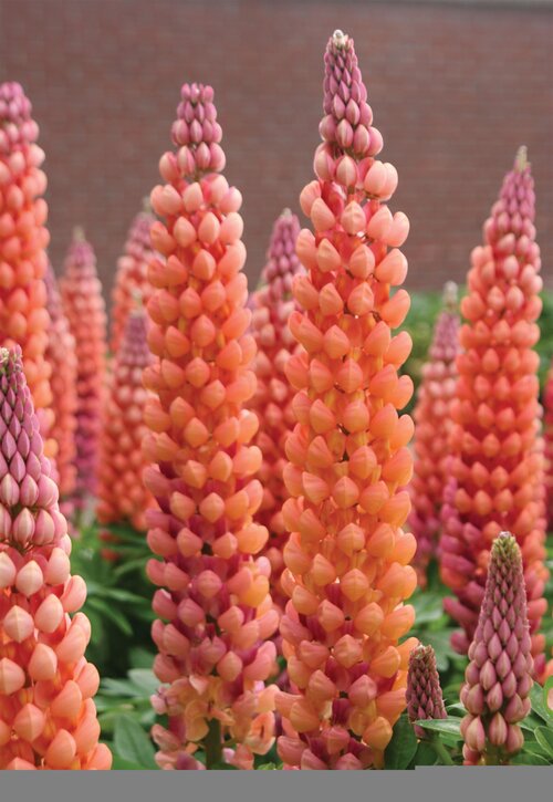 lupin_westcountry_salmon_star_bloom_bloom.jpg