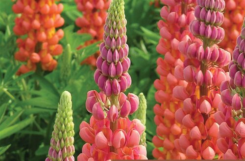 lupin_westcountry_terracotta_bloom_bloom.jpg