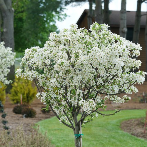 Bright white blooming Lollipop apple tree in a grassy landscape.