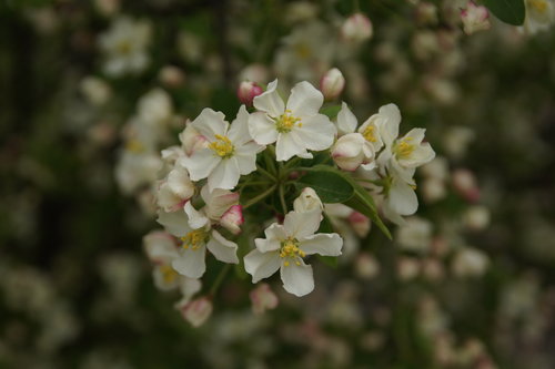 Close up of clustered, white Lollipop crabapple flowers.