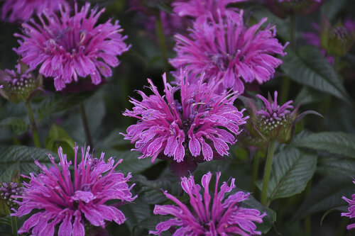 Monarda Upscale Lavender Taffeta