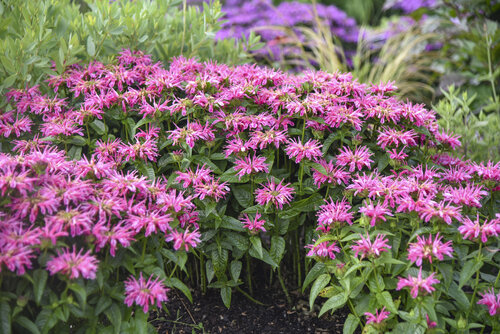 monarda_leading_lady_pink_apj22_7.jpg | Proven Winners