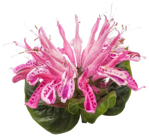 monarda_leading_lady_pink_macro_01.jpg