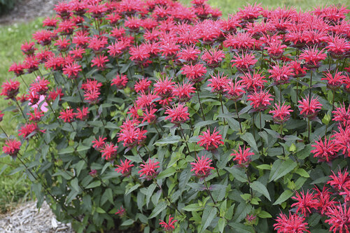 Monarda Upscale Red Velvet