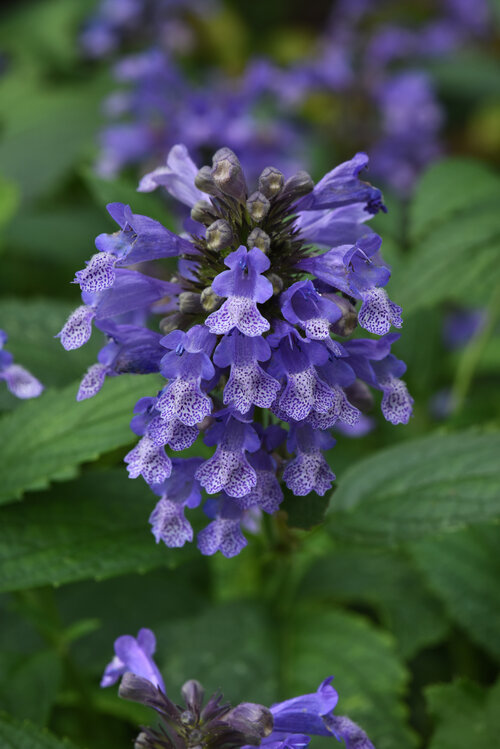 Prelude™ Blue - Japanese Catmint