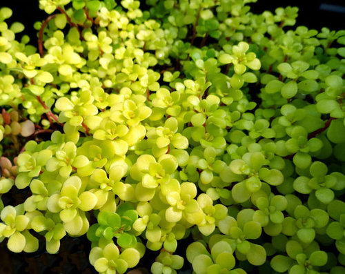 Ogon - Golden Japanese Stonecrop - Sedum makinoi