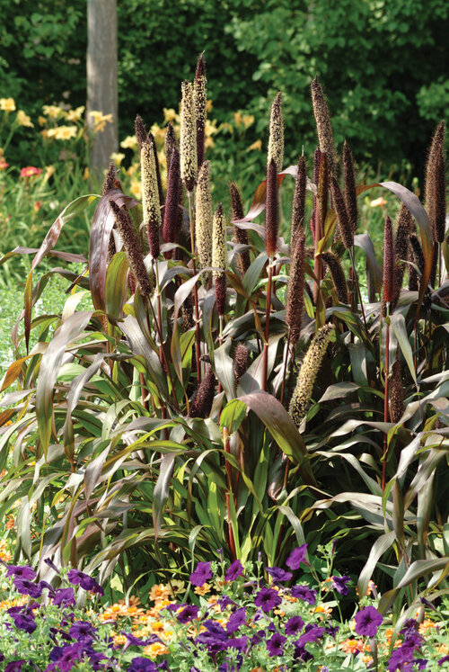 Jester Ornamental Millet