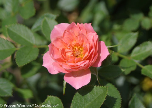 Oso Happy Petit Pink Rose