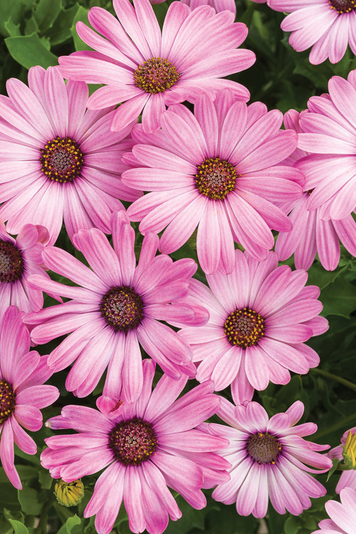 Osteospermum Bright Lights Pink