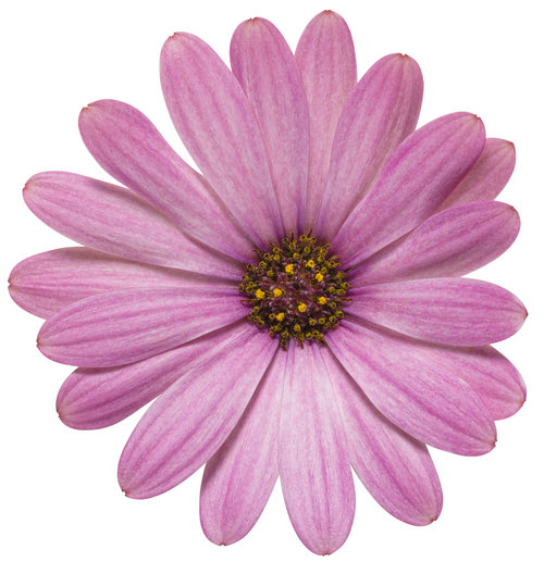 osteospermum_bright_lights_pink_04.jpg