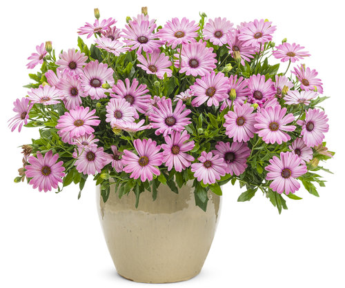 osteospermum_bright_lights_pink_mono.jpg