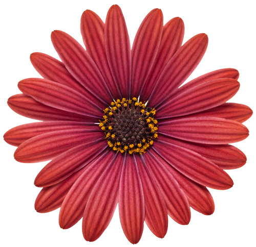 osteospermum_bright_lights_red_macro_02.jpg