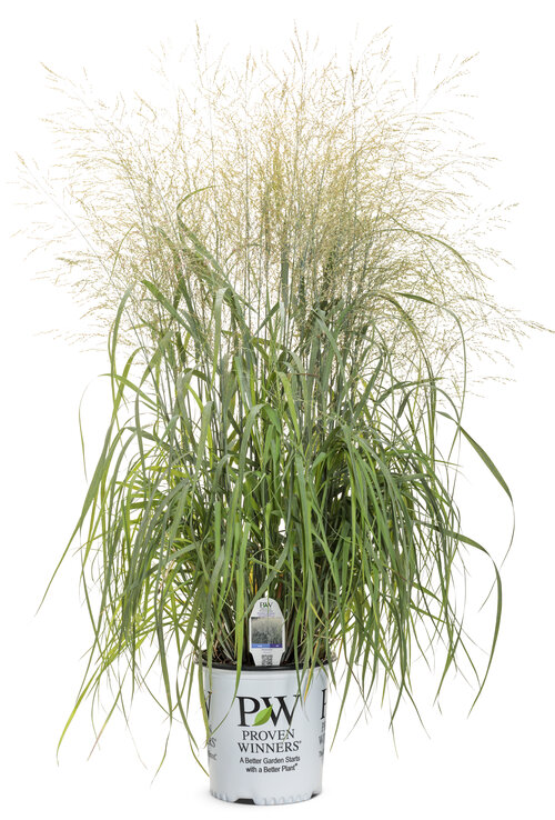 panicum_niagara_falls_2-gal.jpg