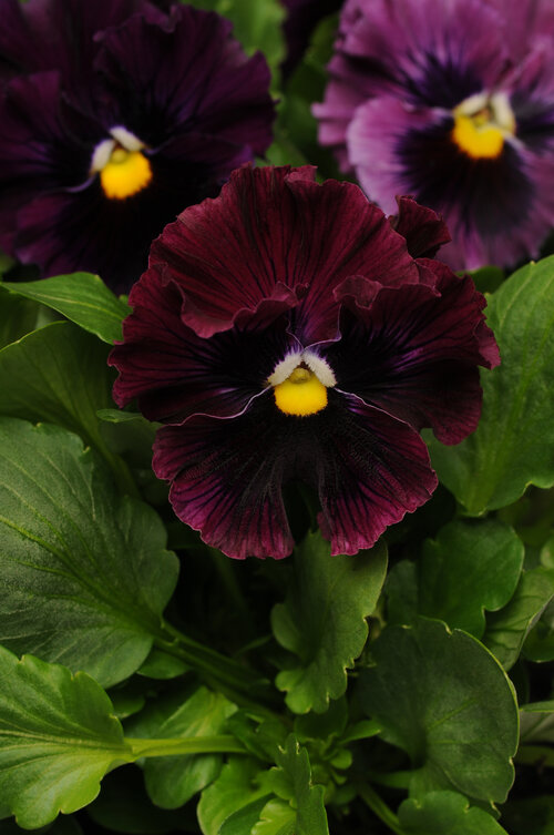 Frizzle Sizzle Burgundy - Ruffled Pansy