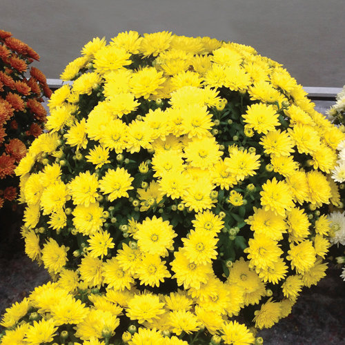 Paradiso Yellow Garden Mum