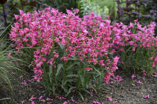 penstemon_pink_pearls_apj22_9.jpg | Proven Winners