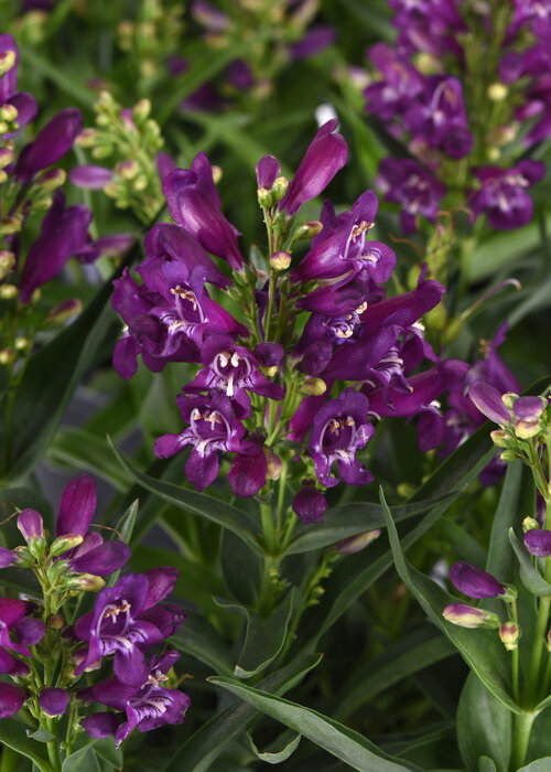 Rock Candy® Purple - Beard Tongue