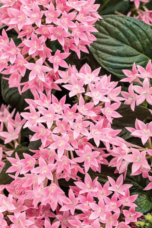 pentas_sunstar_pink.jpg