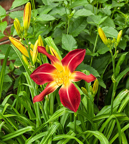 Ruby Spider Daylily