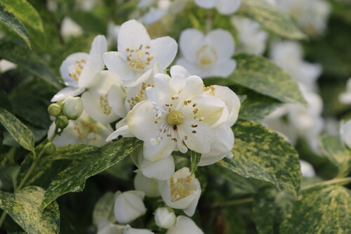 philadelphus_illuminati_sparks_img_1161.jpg | Proven Winners